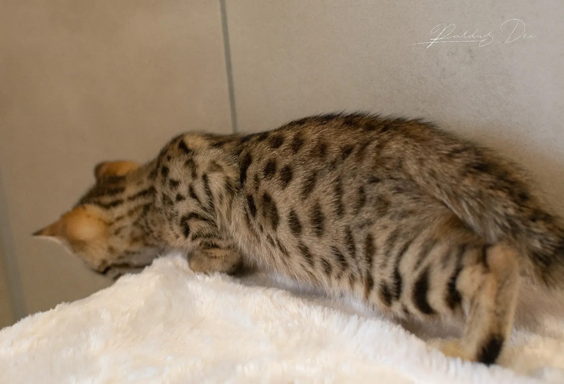 chaton bengal